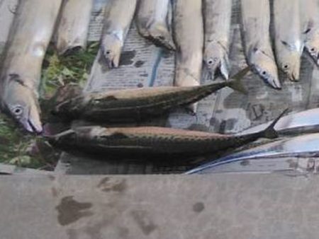 焼津沖でも太刀魚は細い